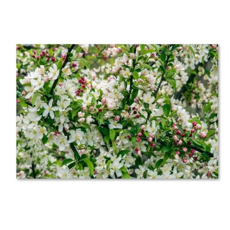 Trademark Fine Art Kurt Shaffer 'Apple blossoms' Canvas Art, 12x19 KS01252-C1219GG